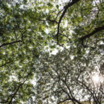 Vantagens de Morar em Bairros Arborizados